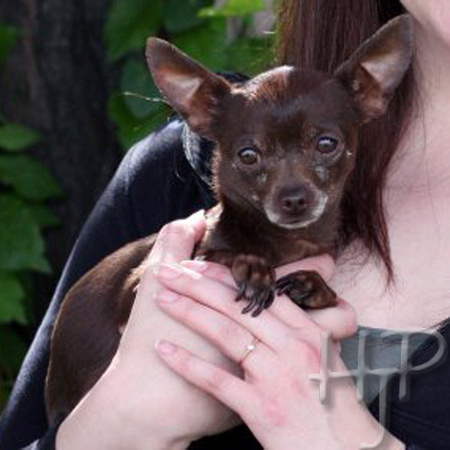Papa Dog - Miniature Chihuahua